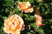 Southampton rose photo