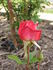 Brisbane Blush rose photo