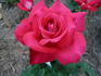 Brisbane Blush rose photo