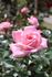 Delicious rose photo