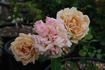Tantarra rose photo