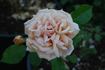 Tantarra rose photo