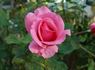 Enchanted rose photo