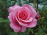 Enchanted rose photo