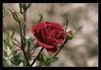 Galaxy rose photo