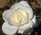 White Queen rose photo