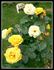 Sunsilk rose photo