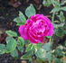 Alsterufer rose photo