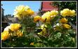Sunsilk rose photo