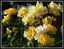Sunsilk rose photo