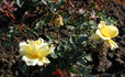 Phyllis Gold rose photo