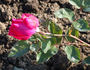 Baron Palm rose photo
