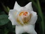 Belle Blonde rose photo
