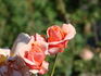 Marí Dot rose photo