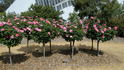 City of Adelaide rose photo