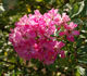 Minirosa rose photo