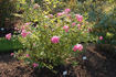 Minirosa rose photo