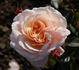 Corado rose photo
