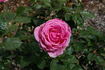 Mary Potter rose photo