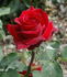 Country Women of Australia rose photo