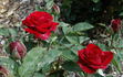 Country Women of Australia rose photo