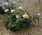 Howard Florey rose photo