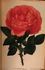 Elisabeth Vigneron rose photo
