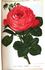 Boieldieu rose photo