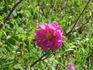 Lac La Nonne rose photo