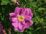 Lac La Nonne rose photo