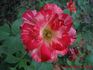 Crimson Flame rose photo