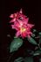 Brazier rose photo