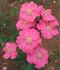 Ms. Wendy Poulier rose photo
