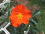 Ms. Amanda Coombes rose photo
