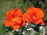 Ms. Amanda Coombes rose photo