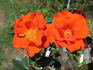 Ms. Amanda Coombes rose photo