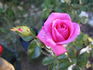Cup Of Joy rose photo