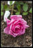 Antique Rose ™ rose photo