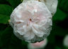 Aimée Vibert, Cl. rose photo