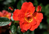 Anna Ford ® rose photo