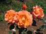 Xu GuiHua rose photo