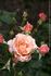 Autumn Belle rose photo