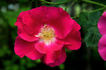 Red Coat rose photo