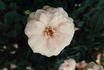 Schneesturm rose photo