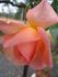City Girl rose photo