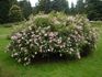 Robe Fleurie rose photo