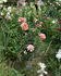 Fanny Blankers-Koen rose photo