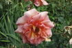 Fanny Blankers-Koen rose photo