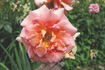 Fanny Blankers-Koen rose photo