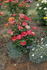 Circus 99 rose photo